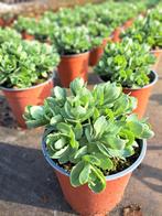 Sedum, Ophalen, Overige soorten, Volle zon