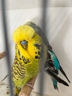 Engelse Grasparkieten, Meerdere dieren, Parkiet