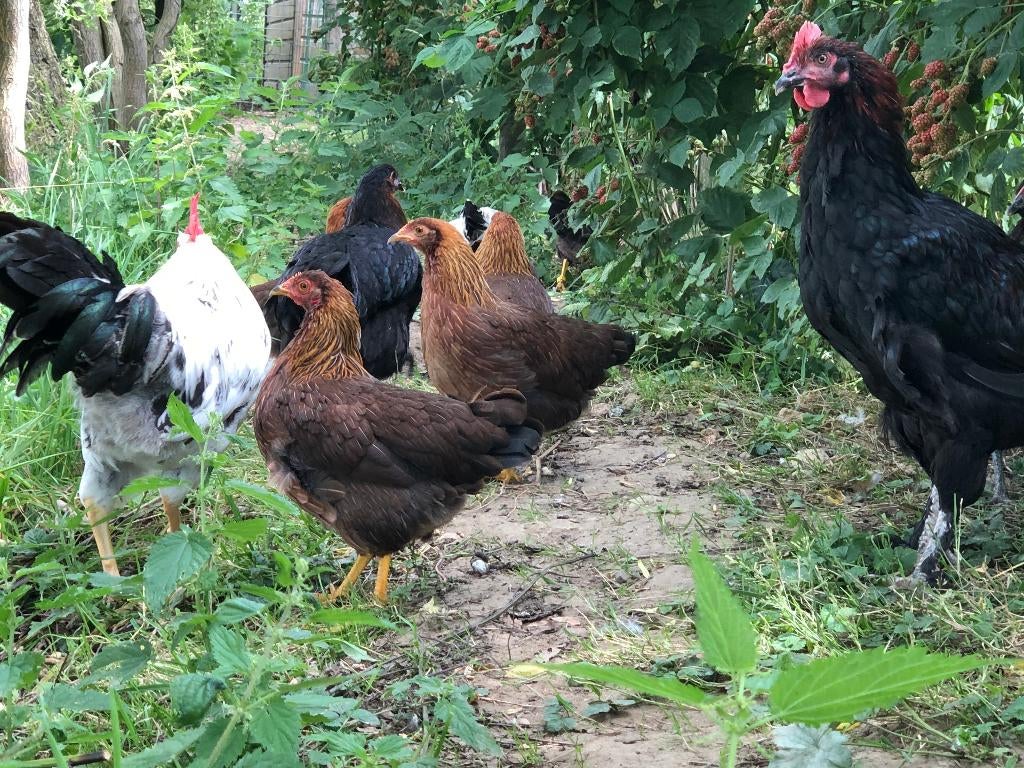 Welsumer Kriel kippen, Dieren en Toebehoren, Pluimvee, Kip, Vrouwelijk