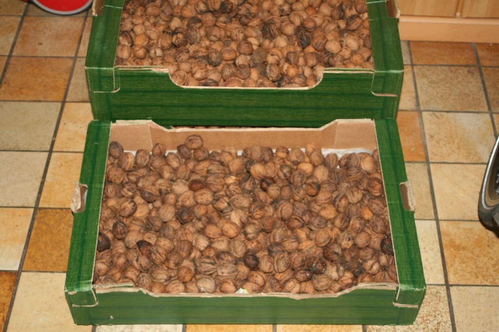 Biologische walnoten uit eigen tuin., Ophalen of Verzenden