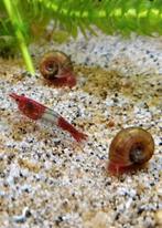 Waterpest bosjes met ramshoornslakken en eitjes!, Dieren en Toebehoren, Slak of Weekdier