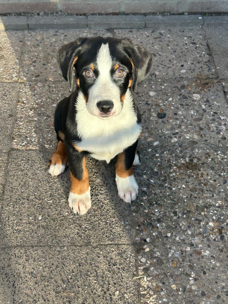 Te Koop nog 1 leuke, vriendelijke Appenzeller pup, Dieren en Toebehoren, Parvo, 15 weken tot 1 jaar, Eén hond, Nederland