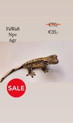 Wimpergekko crested gecko SALE, Dieren en Toebehoren, Hagedis, Tam, 0 tot 2 jaar