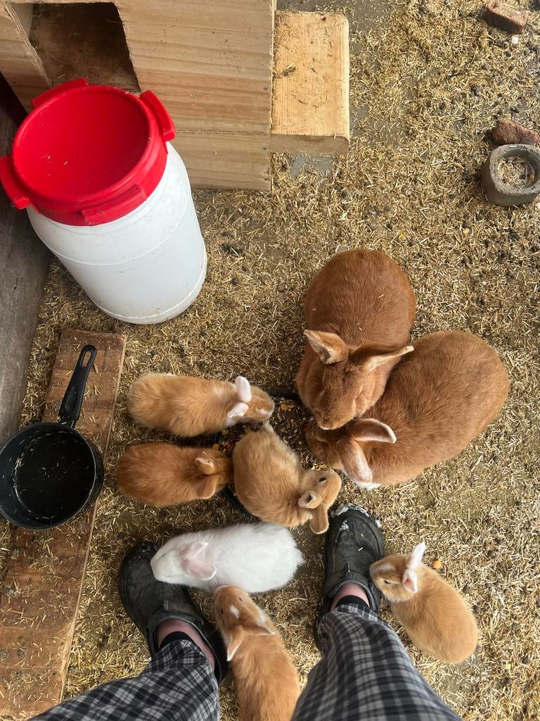 Konijnen, Meerdere dieren, Groot