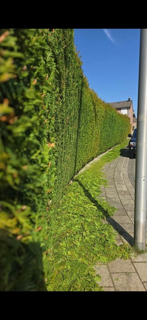 Hovenier beschikbaar als zzp, Ophalen of Verzenden, Gebruikt