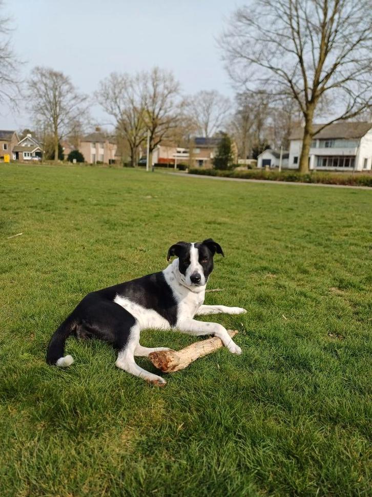 Hondje Dushi, Dieren en Toebehoren, Honden | Niet-rashonden, Middel, Teef, Particulier, Eén hond, Buitenland, 1 tot 2 jaar, CDV (hondenziekte)