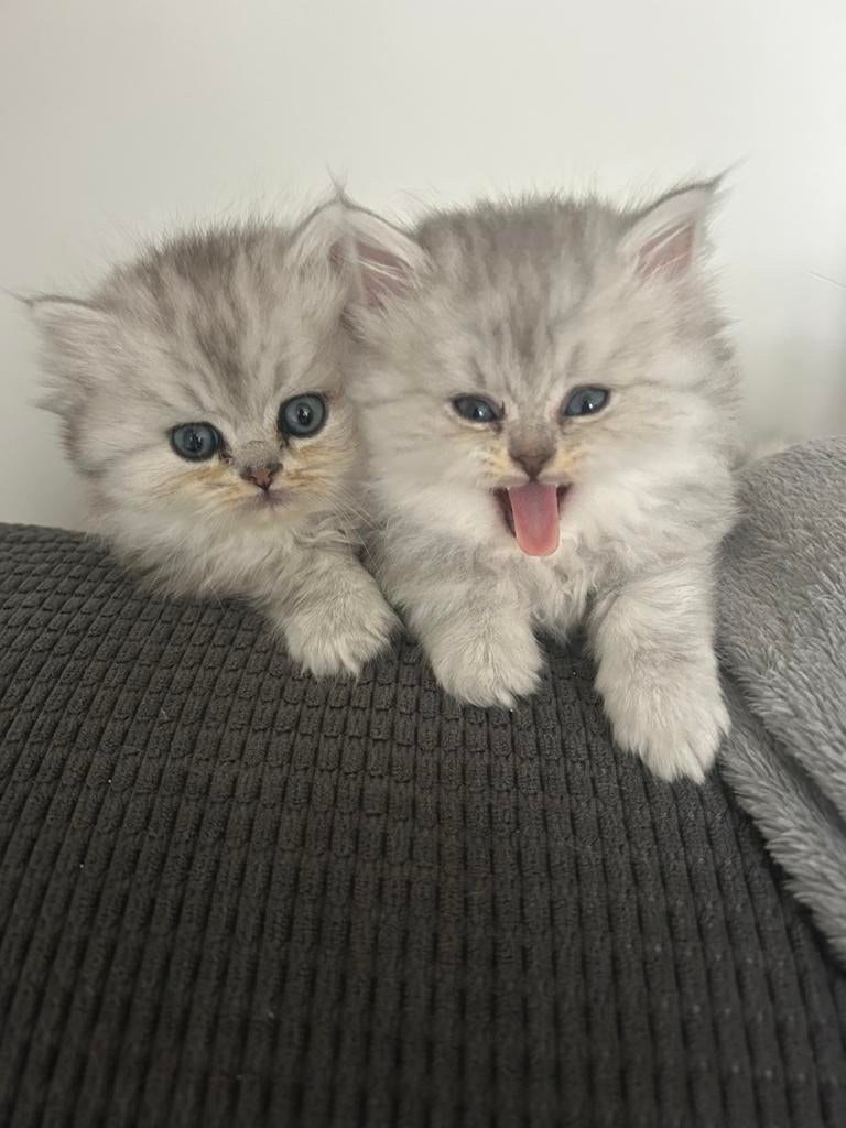 6 perzische kittens, Dieren en Toebehoren, Meerdere dieren, Ontwormd, 0 tot 2 jaar