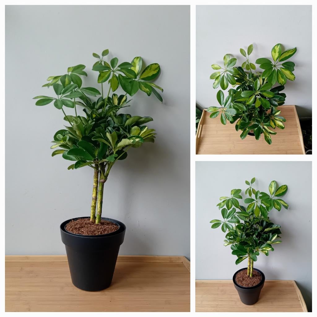 Kamerplant 50cm incl pot bonsai schefflera, Ophalen, Halfschaduw, In pot, Minder dan 100 cm