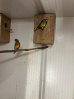 Te koop verwant koppel splendid parkieten, Dieren en Toebehoren, Vogels | Parkieten en Papegaaien, Meerdere dieren, Parkiet, Geringd