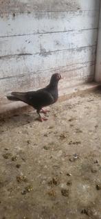 Mooie duivin, Dieren en Toebehoren, Vogels | Duiven, Vrouwelijk