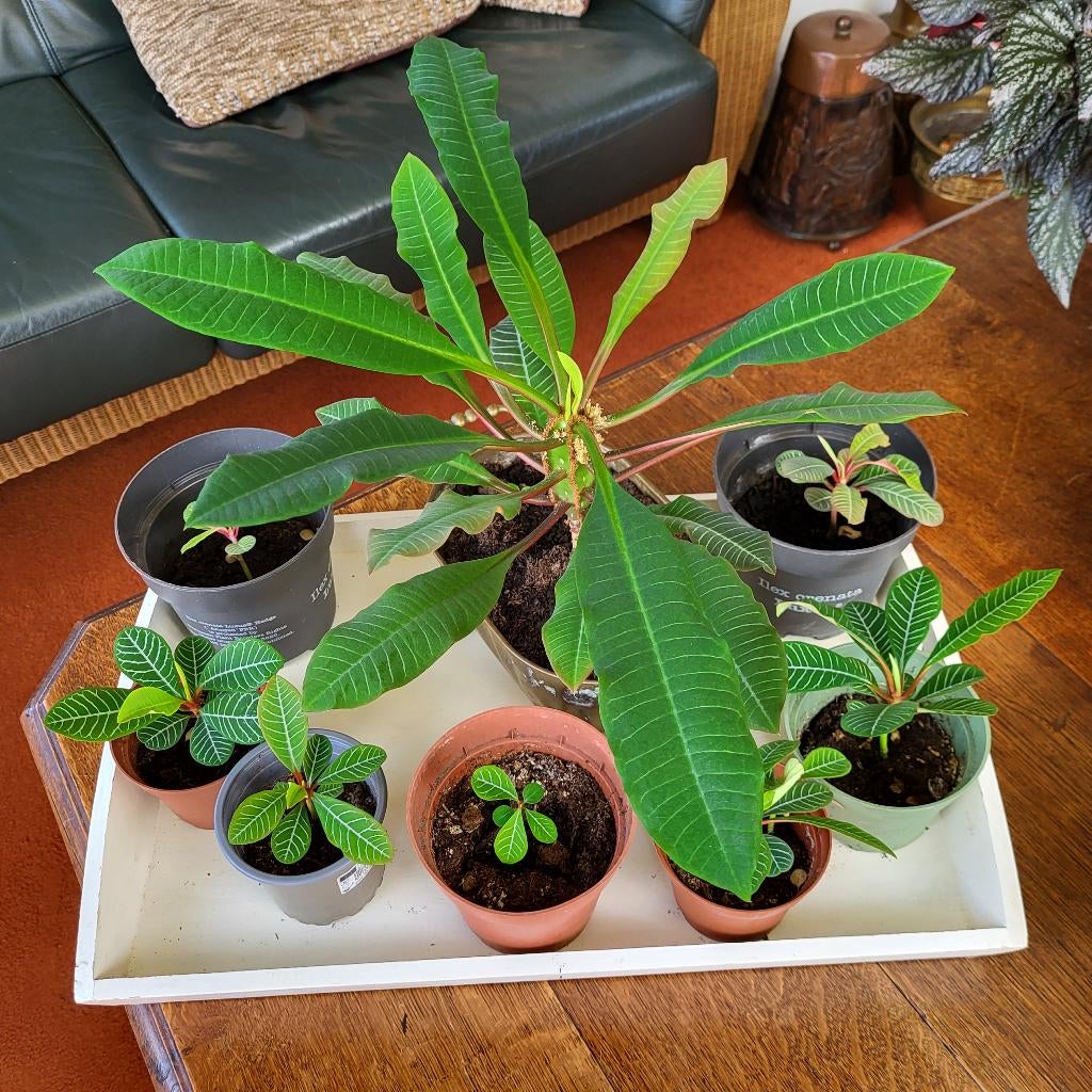 Euphorbia, Huis en Inrichting, Kamerplanten, Ophalen, Overige soorten, Halfschaduw, Minder dan 100 cm