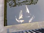 KOI-KARPERS TE KOOP, Karper of Koi