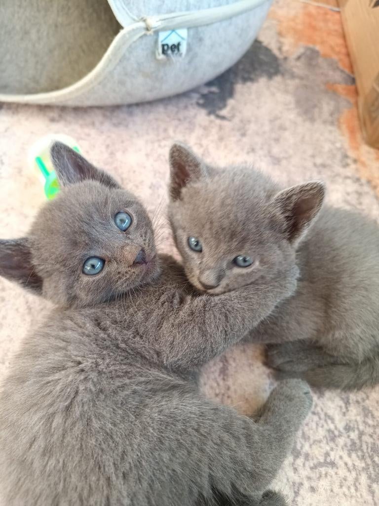 Blauwe Rus Kittens ( 6 katers) alles is gereserveerd, Dieren en Toebehoren