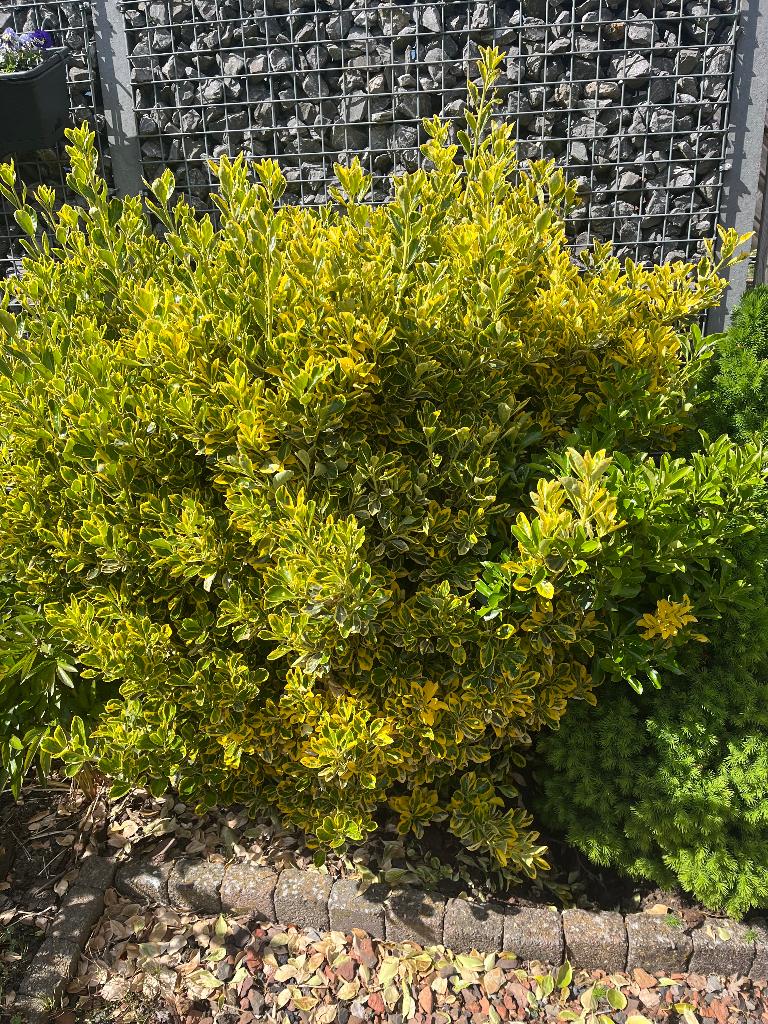 Kardinaalsmuts struik, Ophalen, Overige soorten, Struik, 100 tot 250 cm