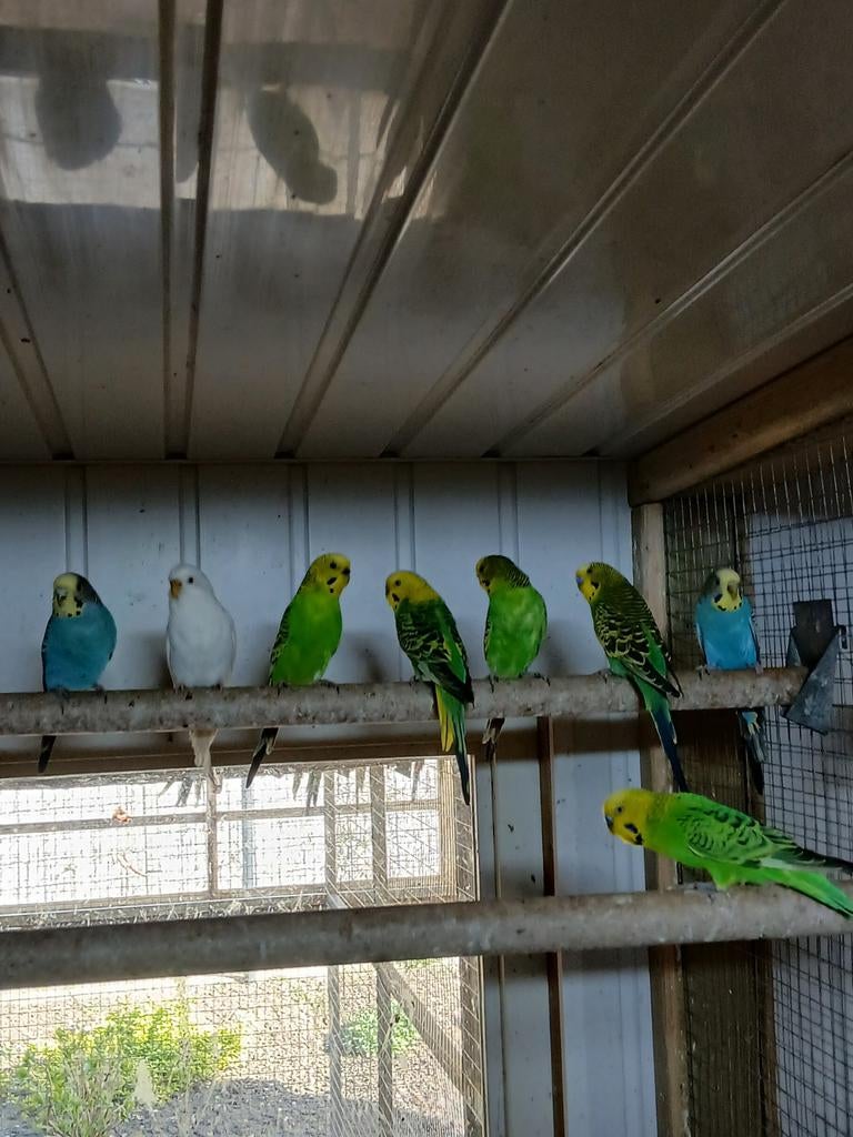 Te koop broedrijpe grasparkieten, Dieren en Toebehoren, Vogels | Parkieten en Papegaaien, Meerdere dieren, Parkiet