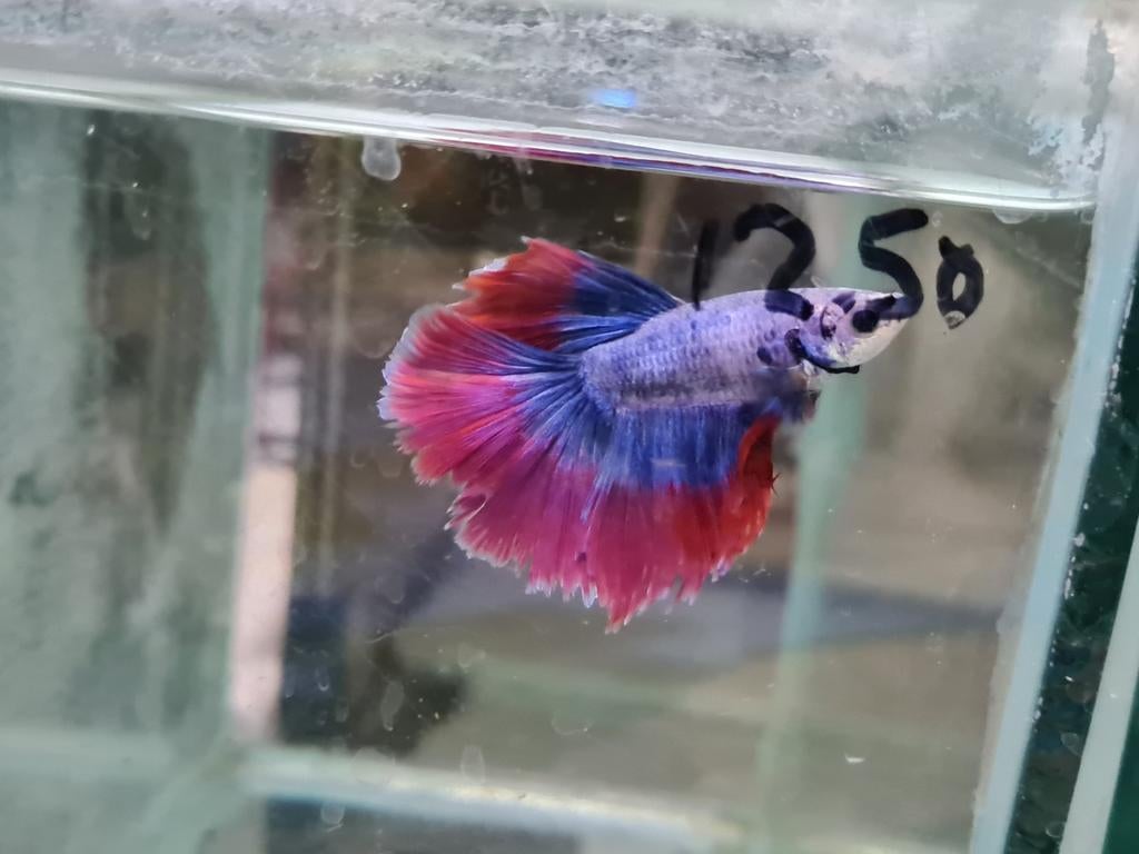 Betta splendens super delta kempvis man, Dieren en Toebehoren, Vis, Zoetwatervis
