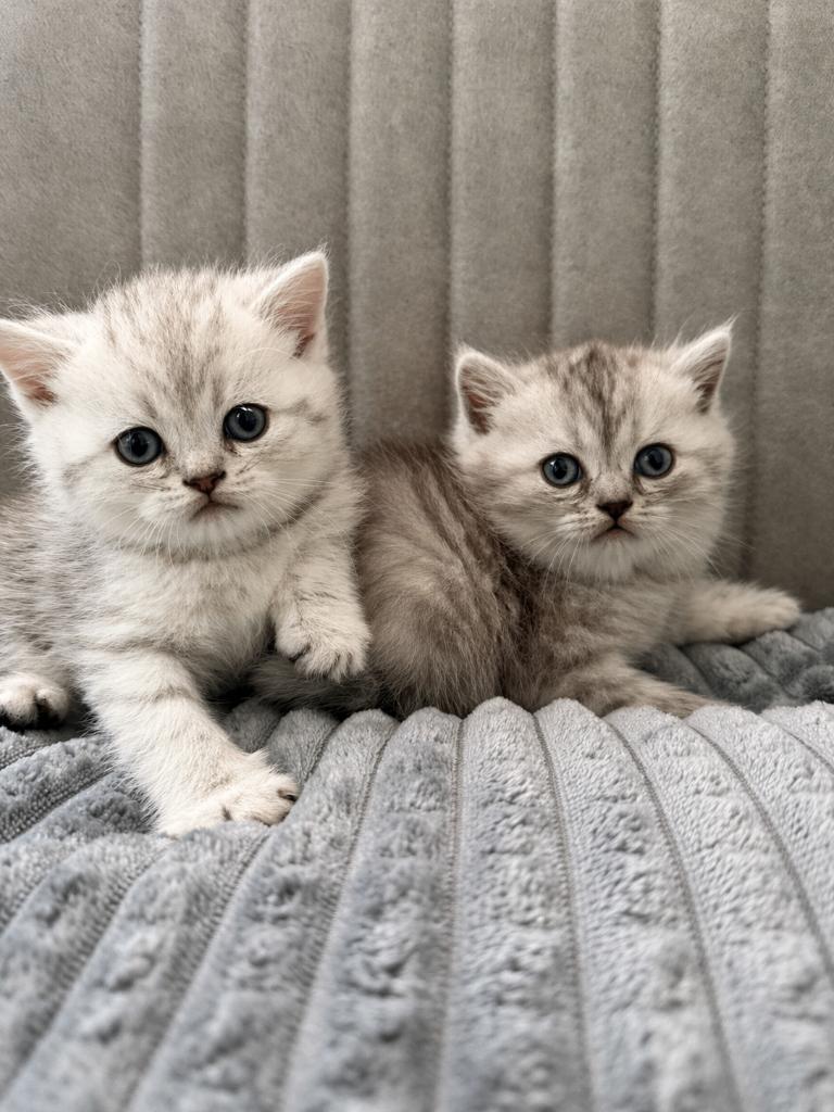 Britse Korthaar Kater, Dieren en Toebehoren, Katten en Kittens | Raskatten | Korthaar, Kater, Ontwormd, 0 tot 2 jaar