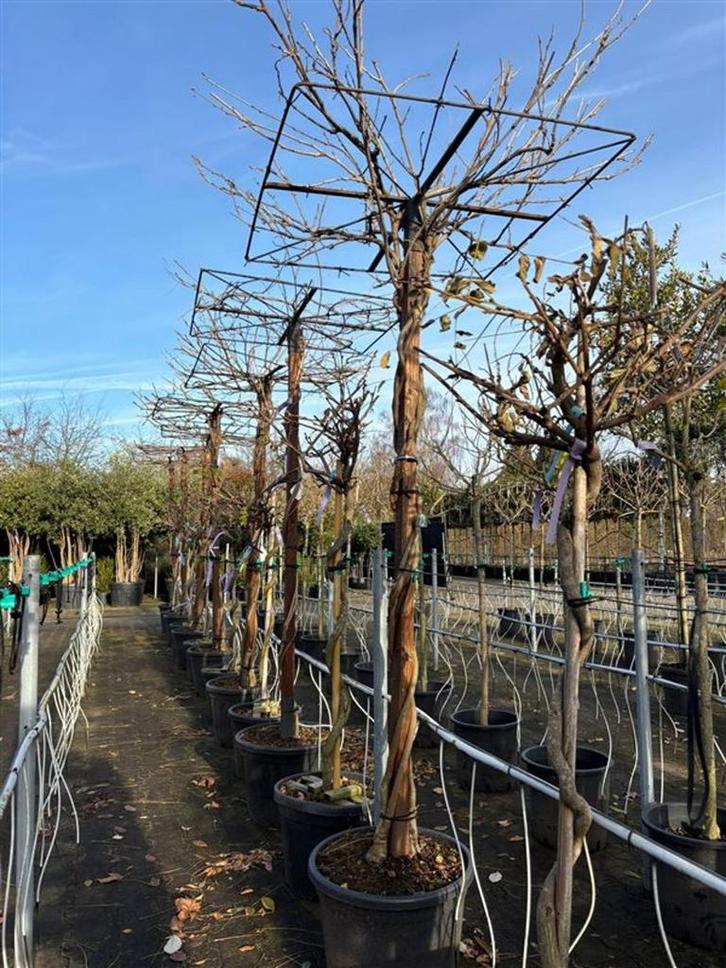 Exclusieve blauwe regens, parasols al vanaf €110,00, Tuin en Terras, Planten | Tuinplanten, Ophalen