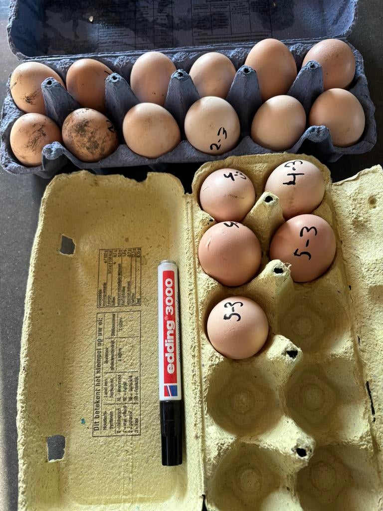 Verse eieren voorzien van datum, orpington, Diversen, Levensmiddelen, Ophalen