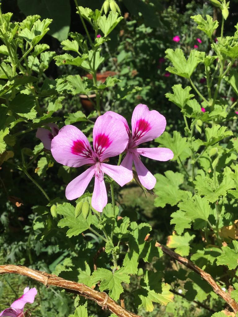 Citroën geranium, Tuin en Terras, Planten | Tuinplanten, Ophalen, Volle zon, Vaste plant, Kruiden
