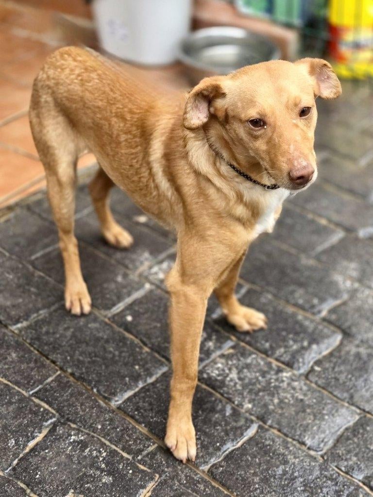 ACE: Wilco is een hondje dat makkelijk overal mee kan!, Particulier, Reu, Buitenland, Parvo