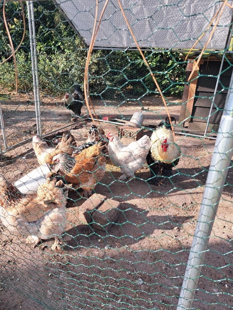 BRAHMA KIPPEN 6 HENNEN EN 1  HAAN, Meerdere dieren, Kip
