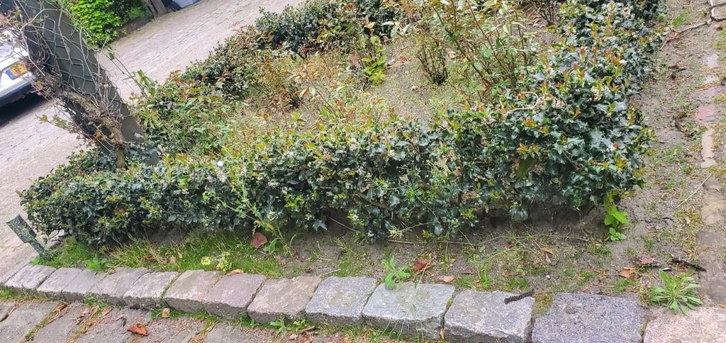 Gratis hulst heg, 45 meter lang, Ophalen, Minder dan 100 cm