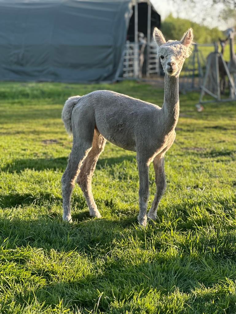 Witte alpaca hengst mooi bewold 7 mnd, Augustus, Mannelijk