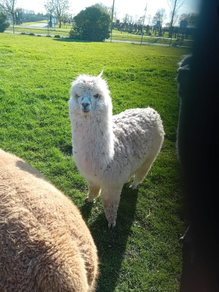 Alpaca hengst, Dieren en Toebehoren, Overige Dieren, Juni, Mannelijk