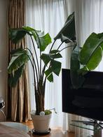 Metershoog Strelitzia, Huis en Inrichting, Kamerplanten, 200 cm of meer, Palm, Ophalen of Verzenden, In pot