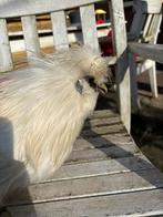 Gratis usa zijdehoen haan, Mannelijk, Kip