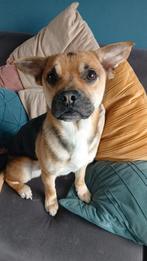 Lieve, energieke reu zoekt ervaren baasje (1 jaar), 1 tot 2 jaar, Eén hond, Nederland, Particulier