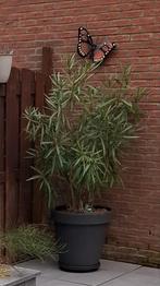 Oleander, Tuin en Terras, Ophalen, Volle zon, Overige soorten, 100 tot 250 cm