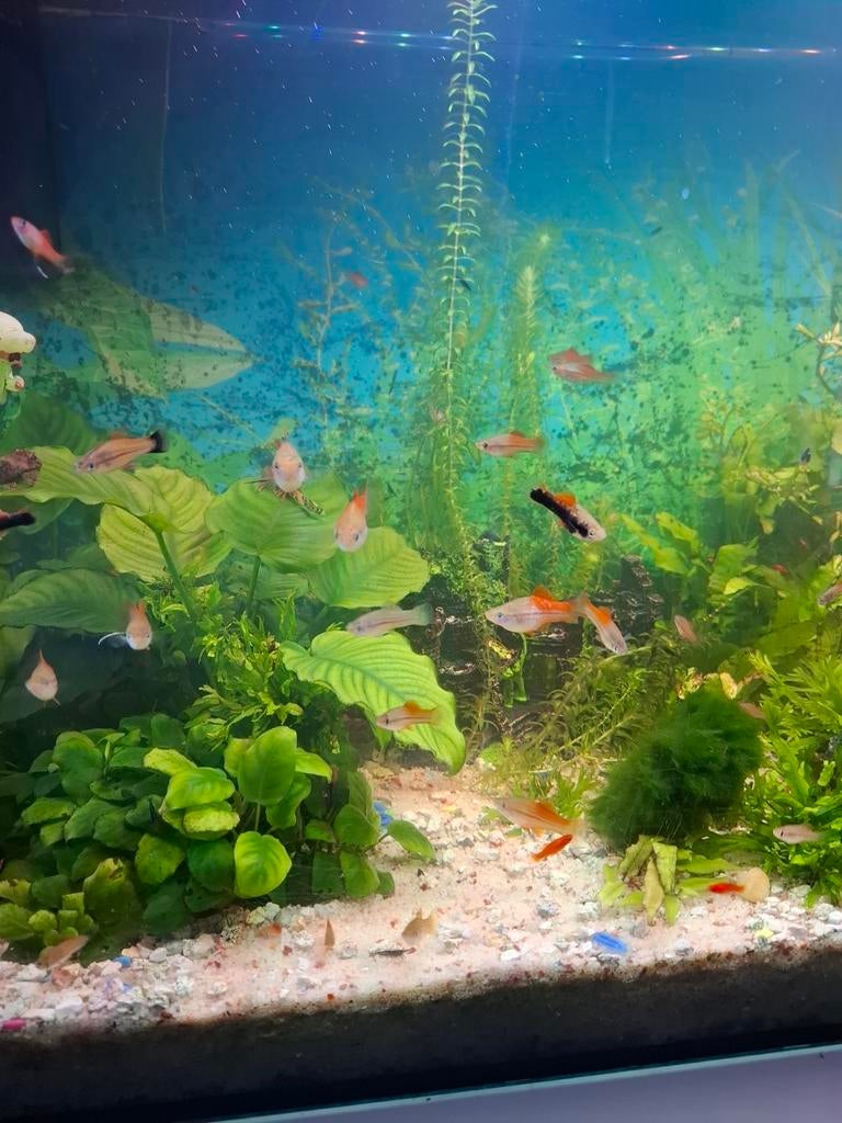 Zwaarddragers tekoop per 10 stuks, Dieren en Toebehoren, Vissen | Aquariumvissen, Vis