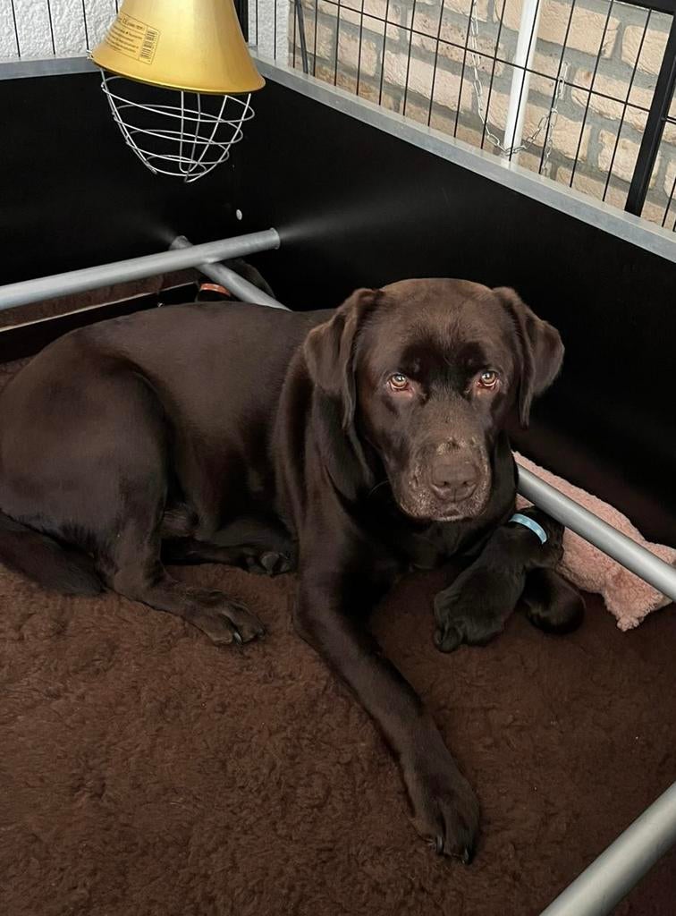 Nog twee reutjes, Schitterende Labrador Pups uit Showlijn !, Parvo, 8 tot 15 weken, Labrador retriever, Meerdere