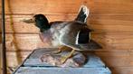 Opgezette vogel taxidermie mancave, Ophalen of Verzenden, Zo goed als nieuw, Vogel, Opgezet dier