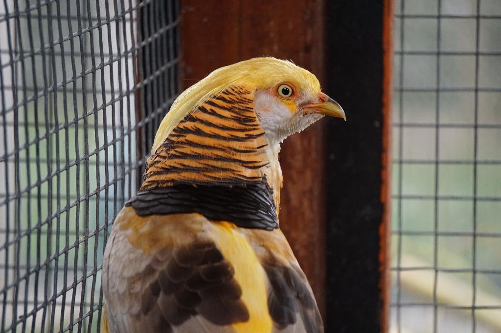 Gele goudfazanten | Koppels van sierlijke kraagfazanten, Meerdere dieren, Overige soorten