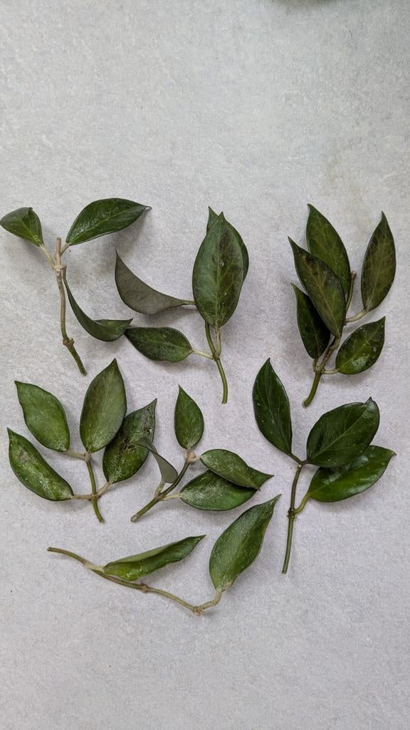 Hoya Sunrise stekken, set van 7, Huis en Inrichting, Kamerplanten, Ophalen of Verzenden, Halfschaduw, Minder dan 100 cm