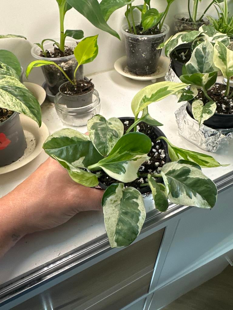 Epipremnum Njoy - Makkelijke Kamerplant #1, Ophalen, Overige soorten, Halfschaduw, In pot