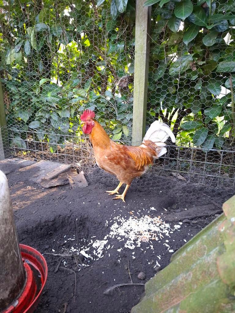 Mooie haan van herfst 2025., Dieren en Toebehoren, Pluimvee, Mannelijk, Kip