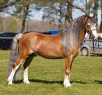 NWPCS Stamboek Hengst, Hengst