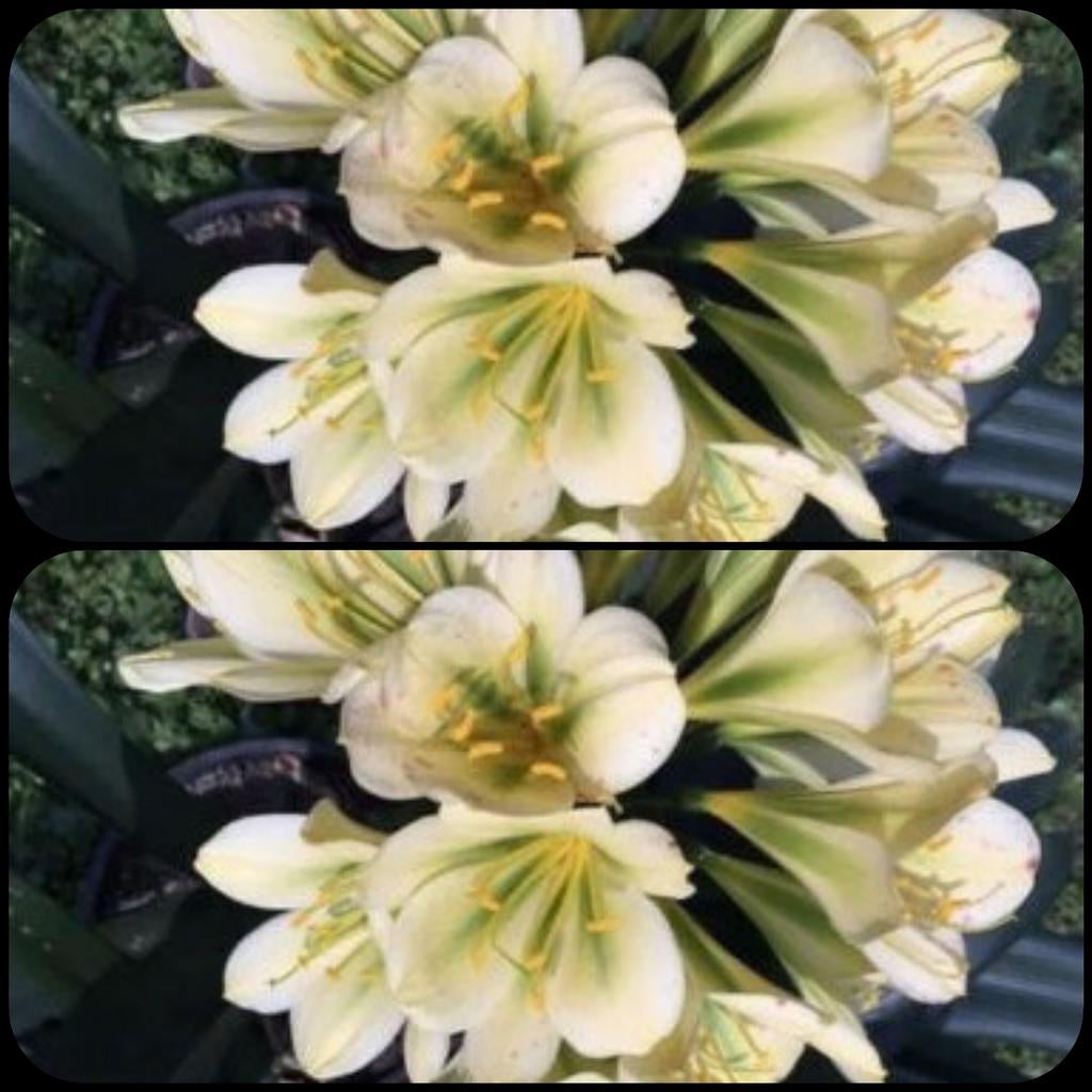 Clivia miniata  zaailing plantje. Geel + groen x zelf., Bloeiende kamerplant, Ophalen of Verzenden, Volledige schaduw, Minder dan 100 cm