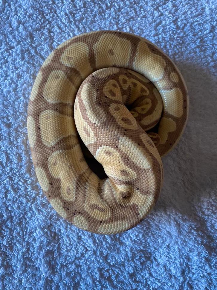 Koppel konings python Ball Python - female for sale from Marco Vandeven