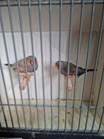 Diverse koppels split charcoal x charcoal zebravinken, Meerdere dieren