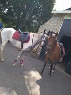 Lieve bonte/schimmel merrie, Dieren en Toebehoren, Pony's, Merrie, Zadelmak, 11 jaar of ouder, Recreatiepony