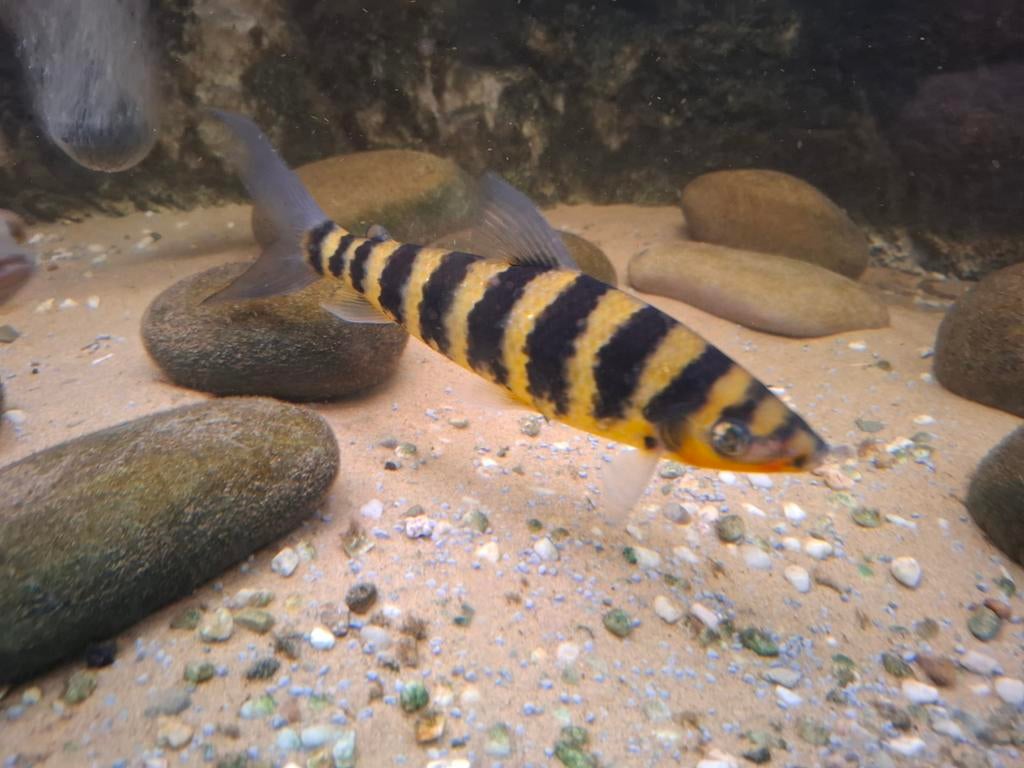 Leporinus fasciatus ongeveer 22 cm, Dieren en Toebehoren