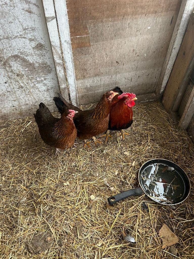 2 Welsumer Kippen + Haan, Dieren en Toebehoren, Pluimvee, Vrouwelijk, Kip