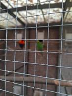 Tekoop kweek koppel loris" van de blauwe bergen., Geslacht onbekend, Papegaai