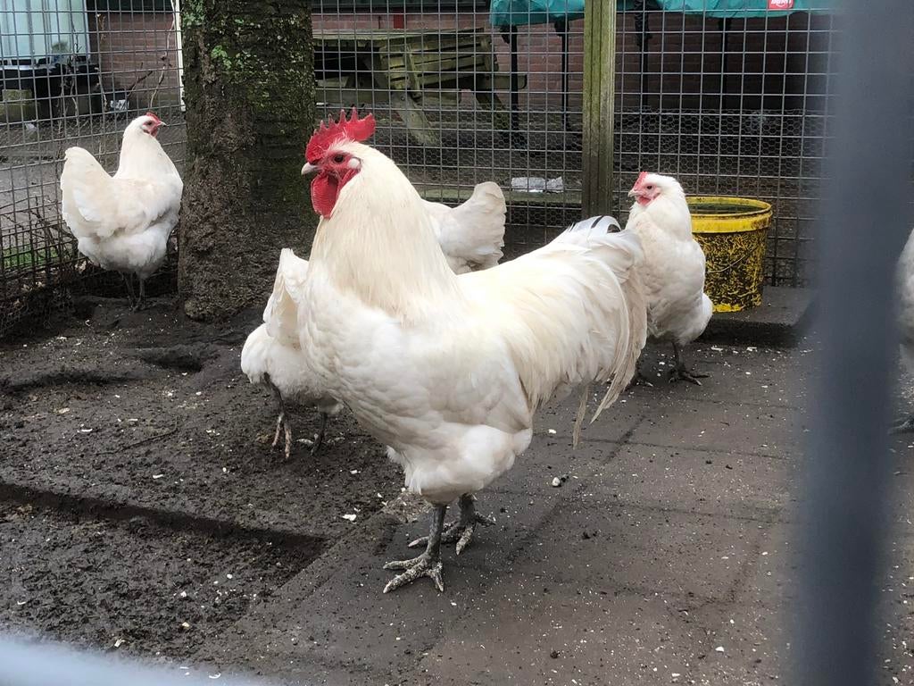 Broedeieren australorp wit (zeldzaam), Dieren en Toebehoren, Geslacht onbekend, Kip