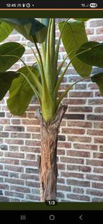 Bananenplant  kunst zgan - zonder bloempot, Tuin en Terras, Planten | Tuinplanten, Ophalen, Overige soorten, Volle zon